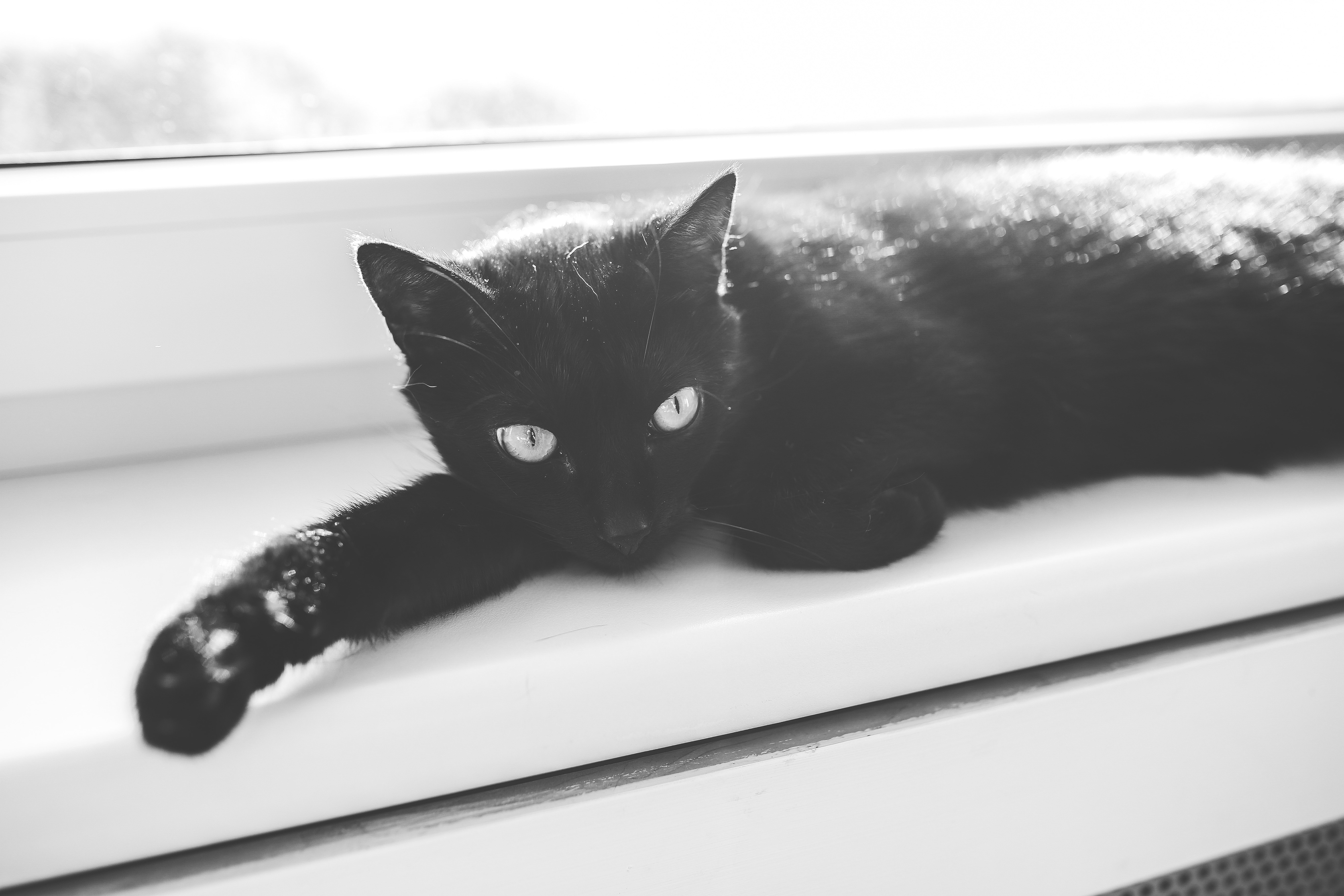 Black cat relaxing on window sill