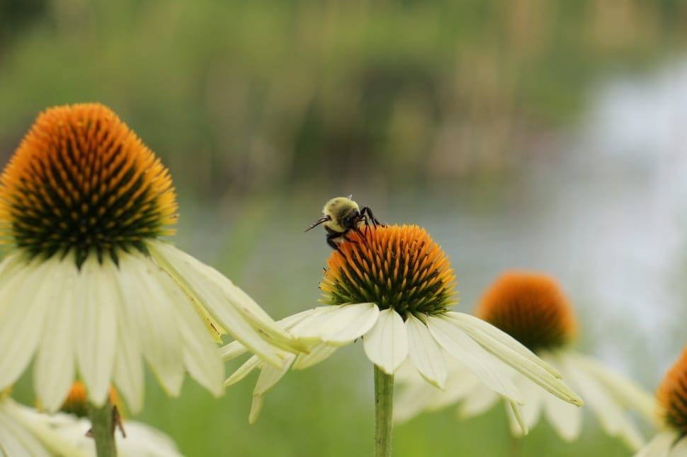 carpenter bee and white flowers preview