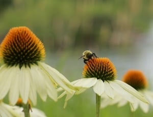 carpenter bee and white flowers thumbnail