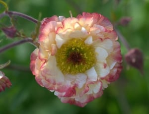 white and pink flower plant thumbnail