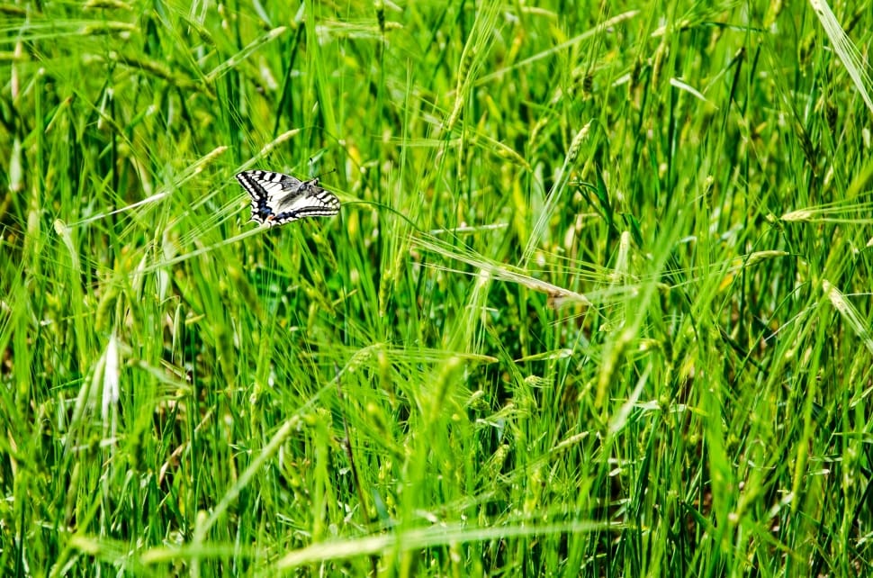 white and black butterfly resting on green grass under bright sunny sky preview
