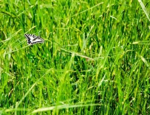 white and black butterfly resting on green grass under bright sunny sky thumbnail