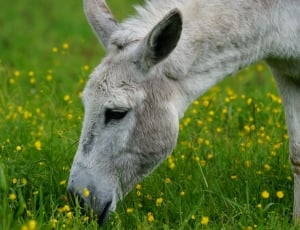 gray donkey thumbnail