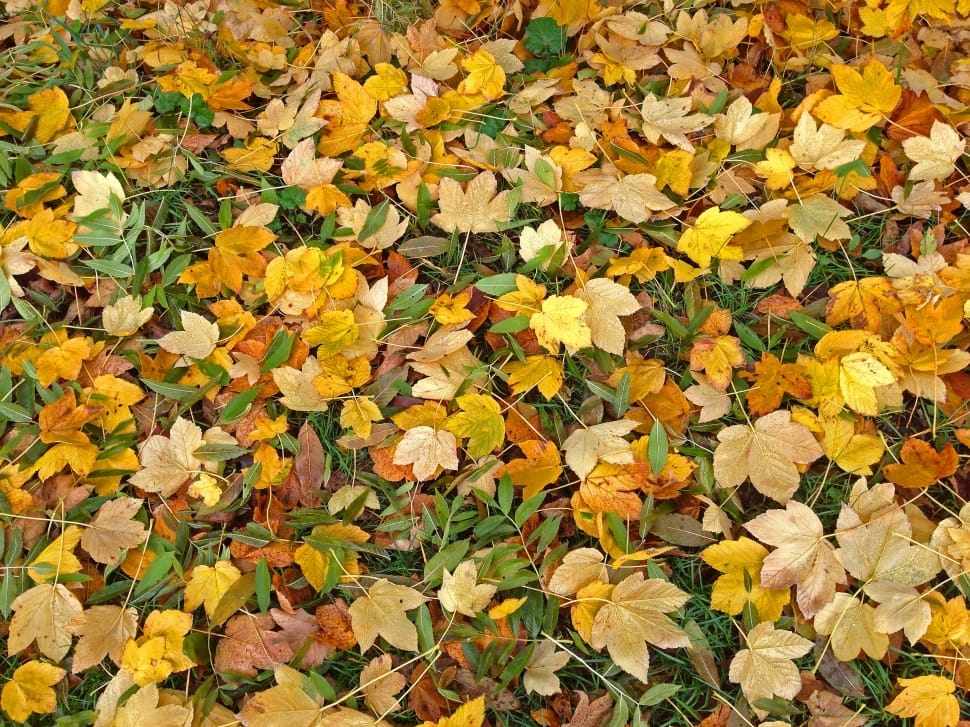 Fall Foliage, Autumn, Leaves, autumn, leaf preview