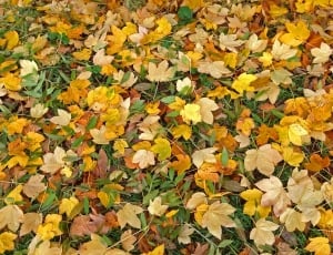 Fall Foliage, Autumn, Leaves, autumn, leaf thumbnail