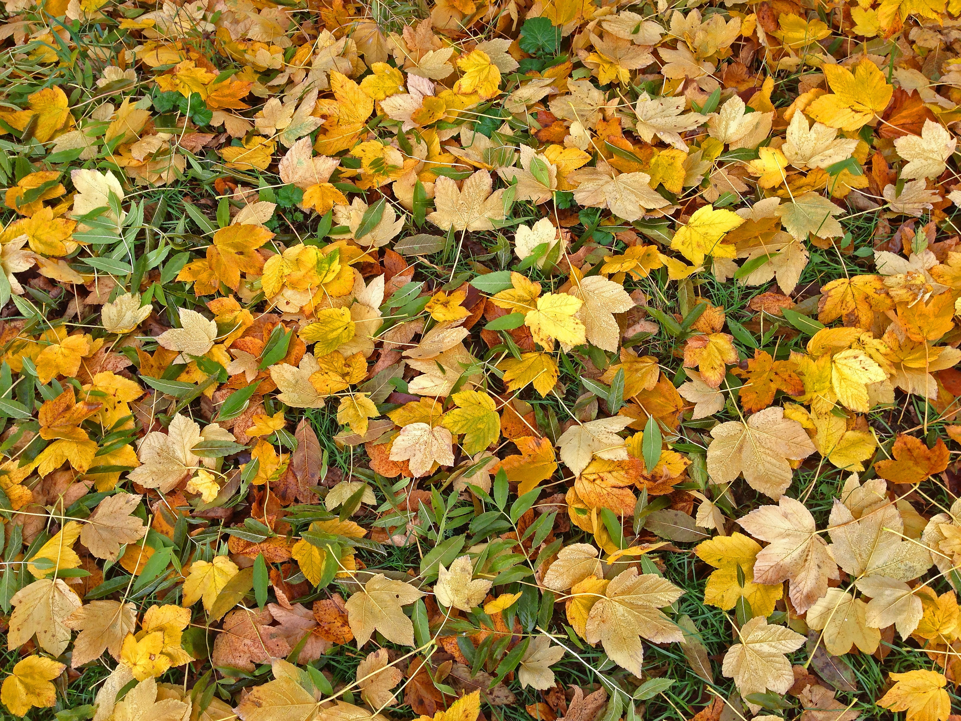 Fall Foliage, Autumn, Leaves, autumn, leaf