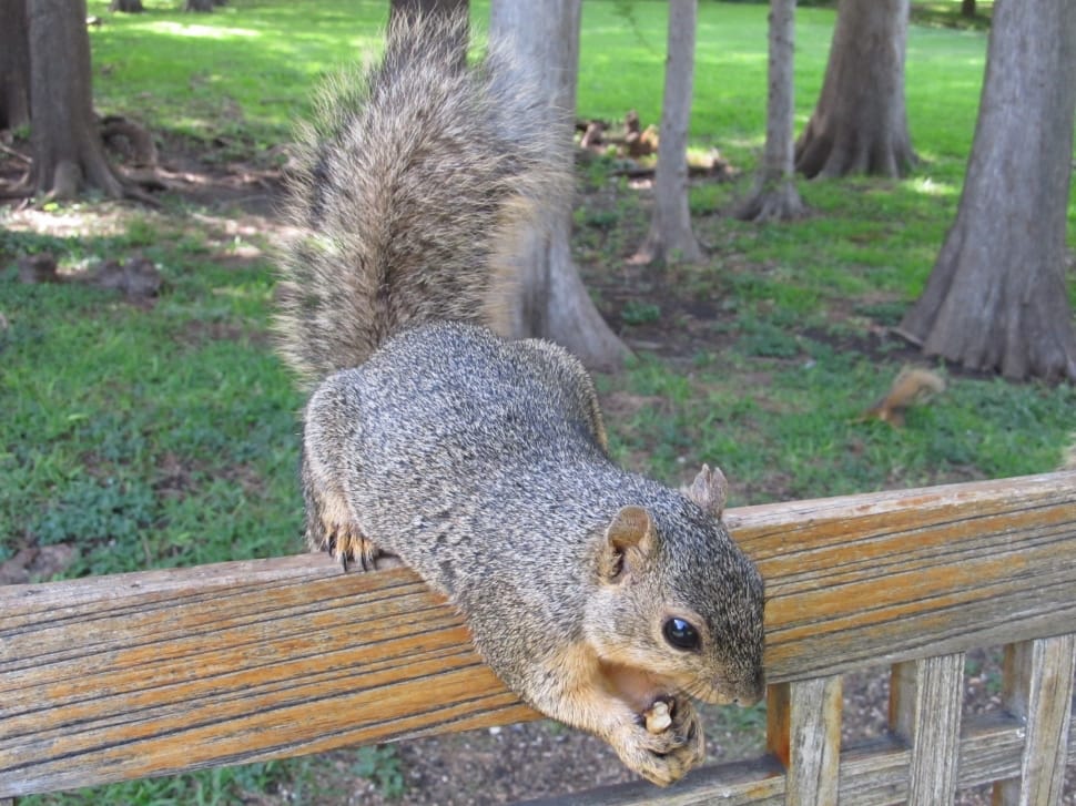 gray squirrel on brown wooden bench preview