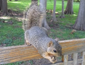 gray squirrel on brown wooden bench thumbnail