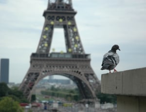 The Dove and the Eiffel Tower thumbnail