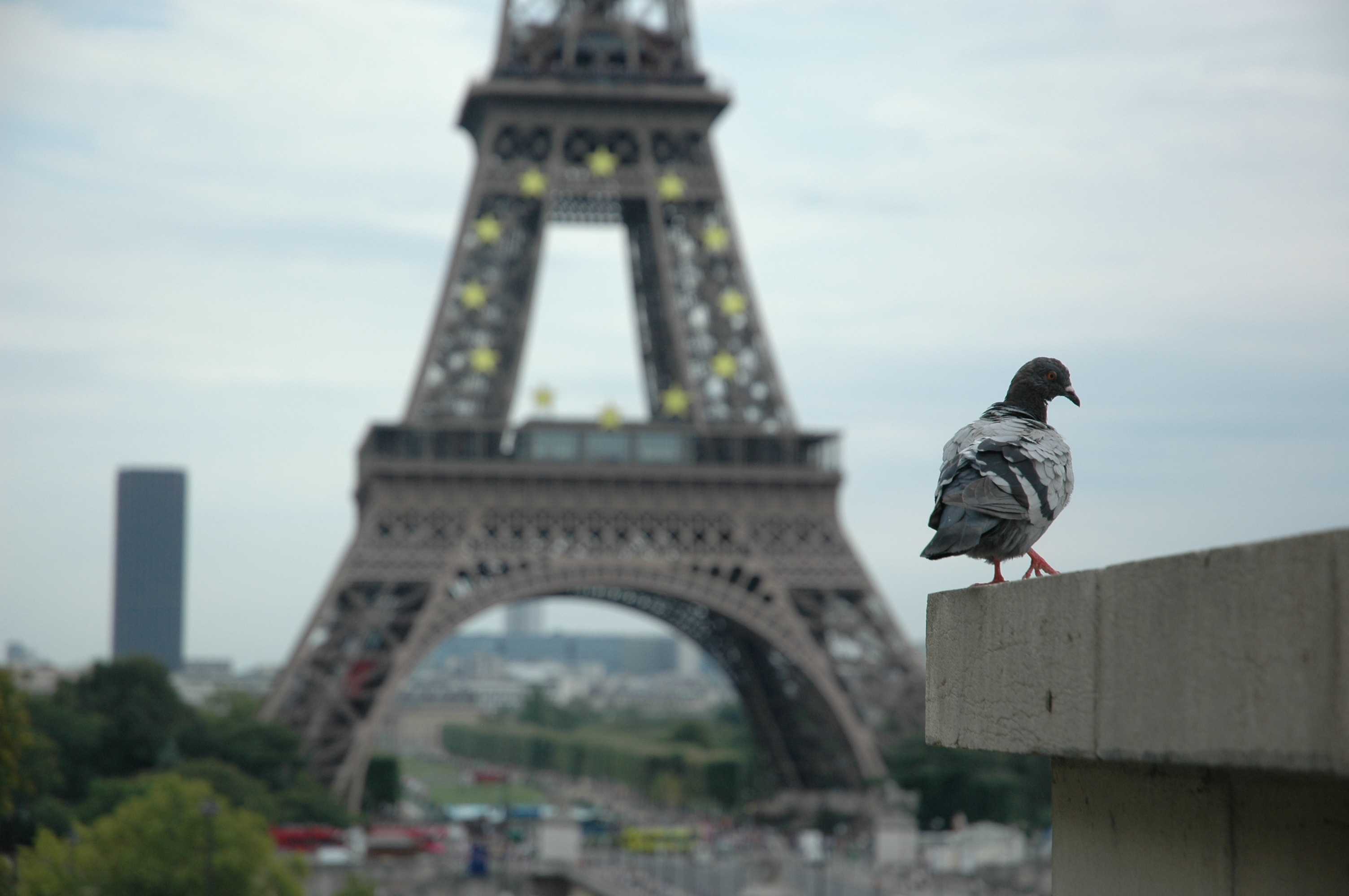 The Dove and the Eiffel Tower