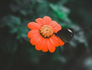 selective focus photography of butterfly on red petaled flower thumbnail