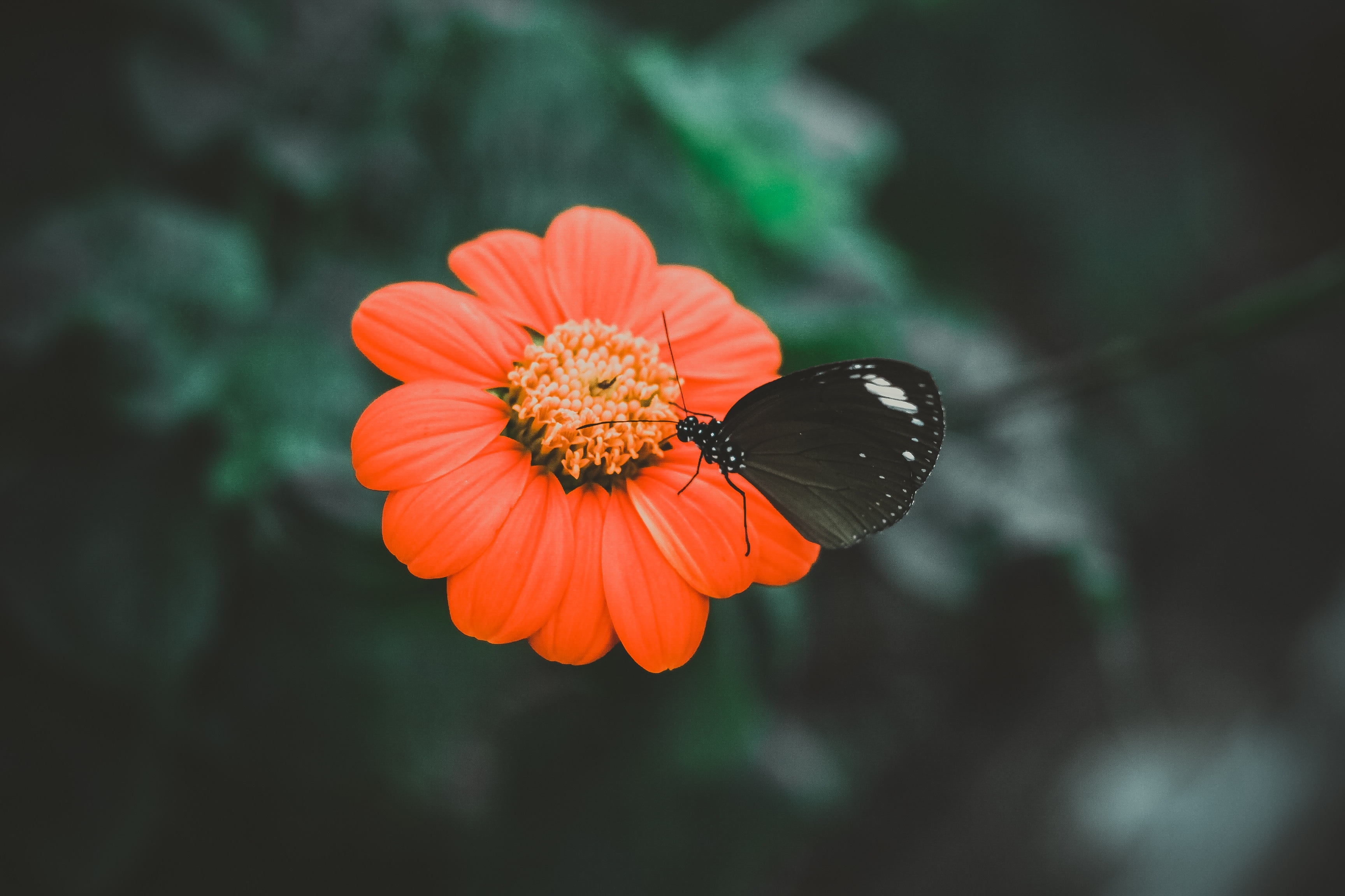 selective focus photography of butterfly on red petaled flower