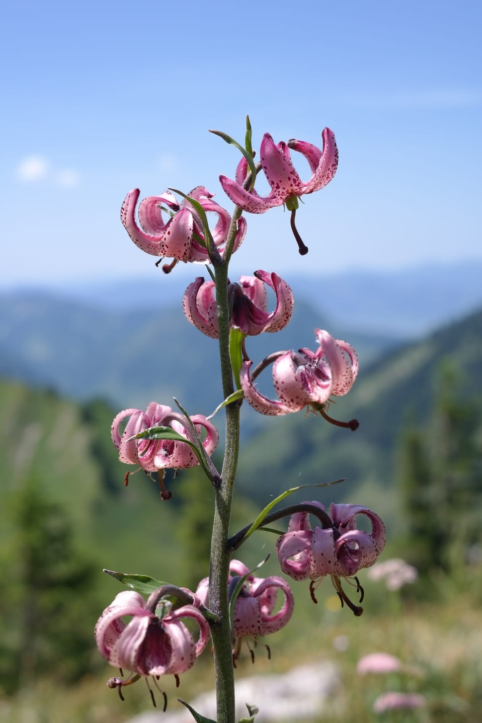 pink and white petaled flower preview