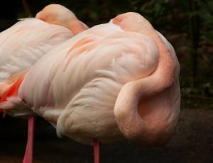 2 white and pink birds thumbnail