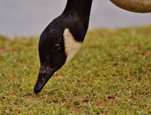 black duck near green grass thumbnail
