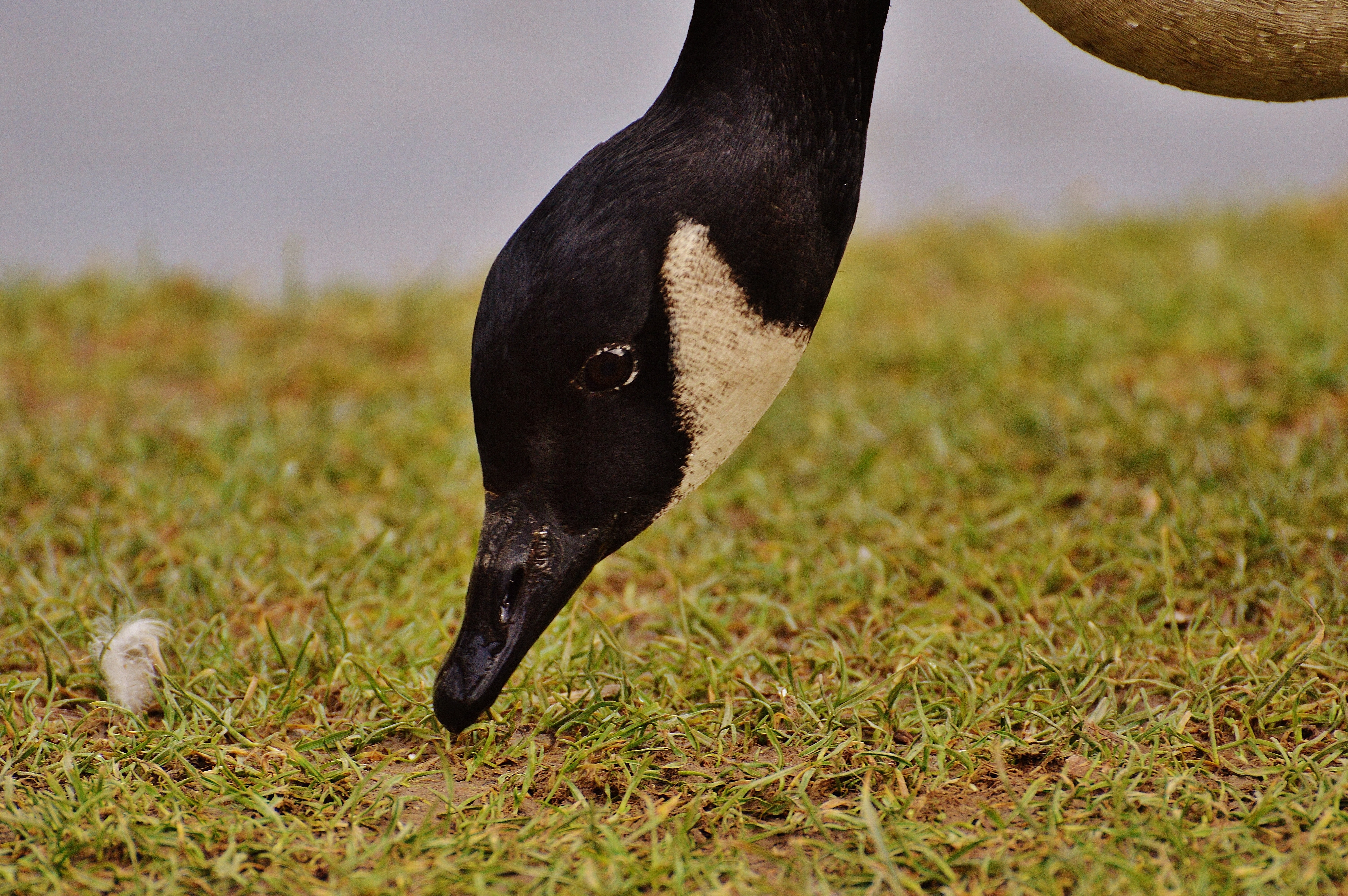 black duck near green grass