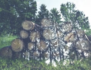 bokeh photography of pine trees thumbnail