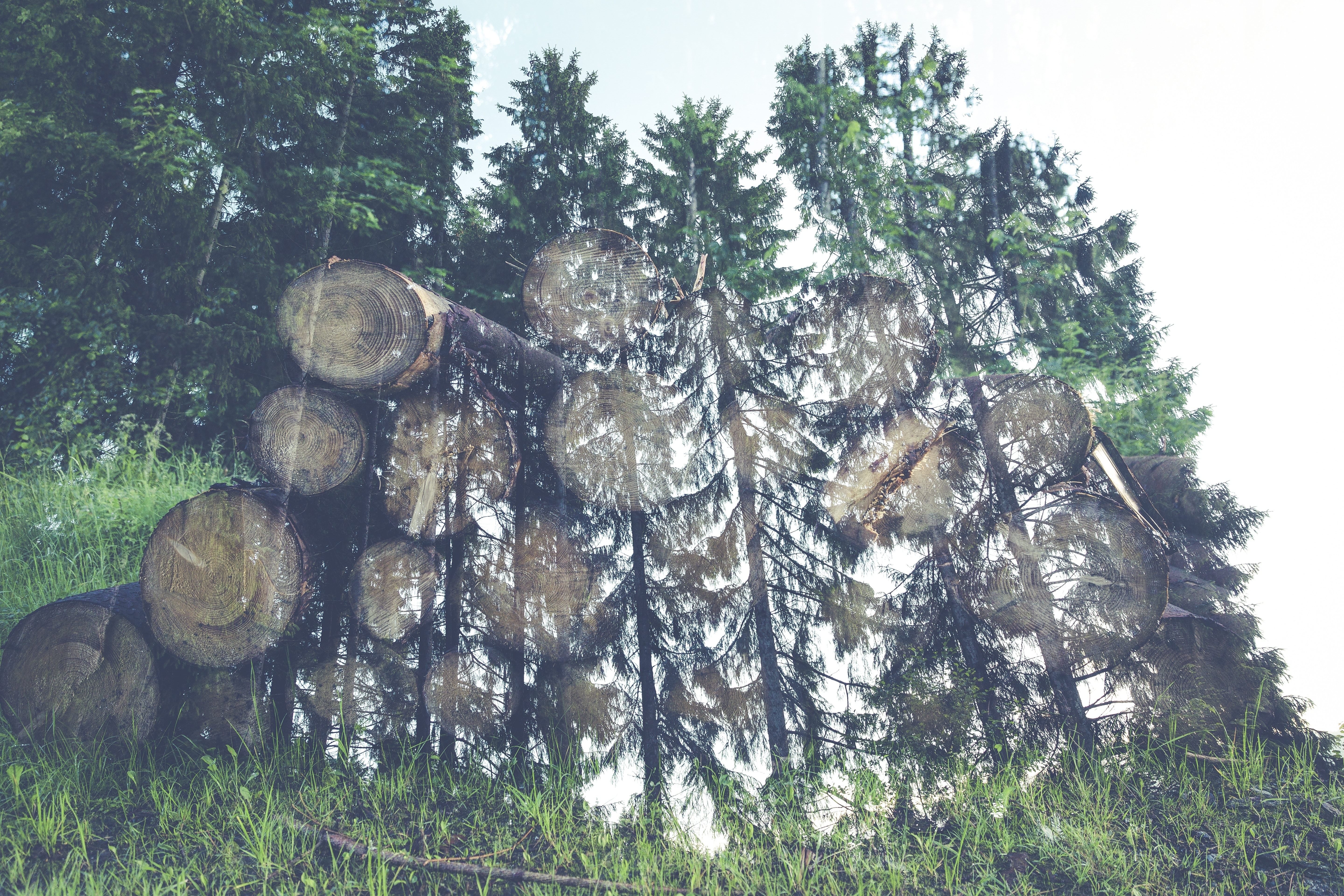 bokeh photography of pine trees