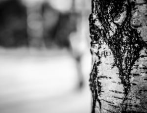 Winter, Snow, Tree, Nature, Birch, focus on foreground, tree trunk thumbnail