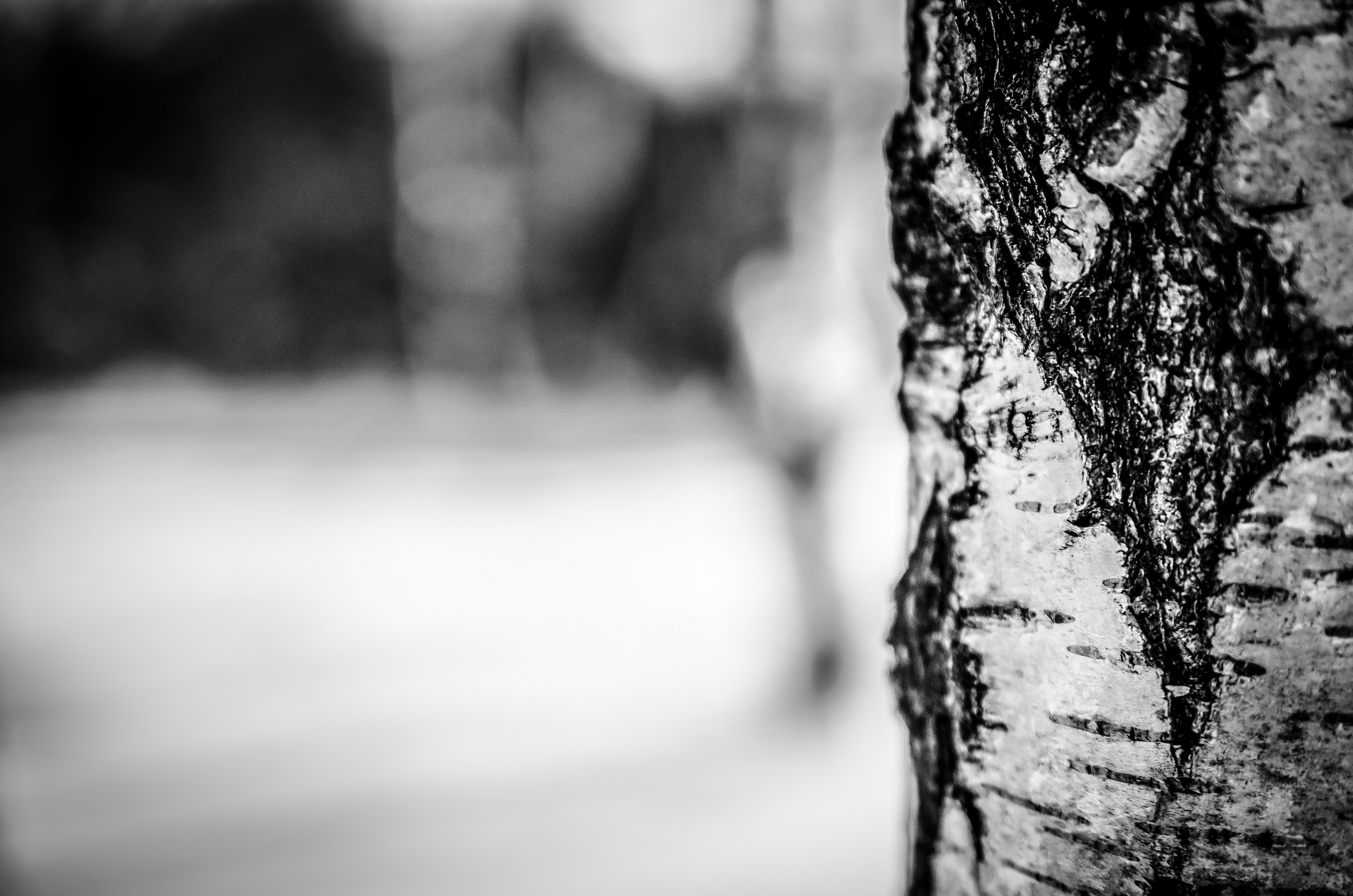 Winter, Snow, Tree, Nature, Birch, focus on foreground, tree trunk