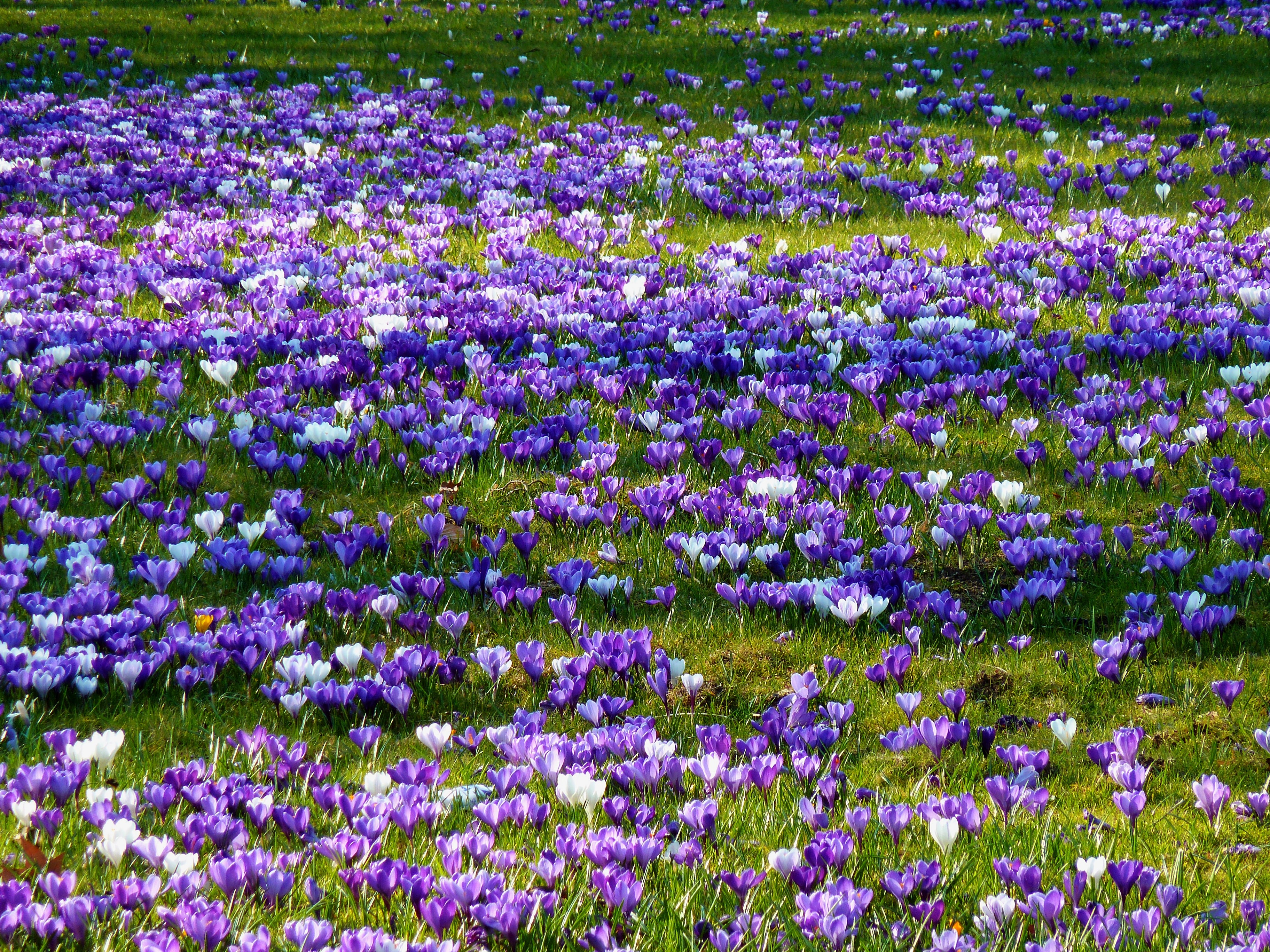 purple petaled flower lot
