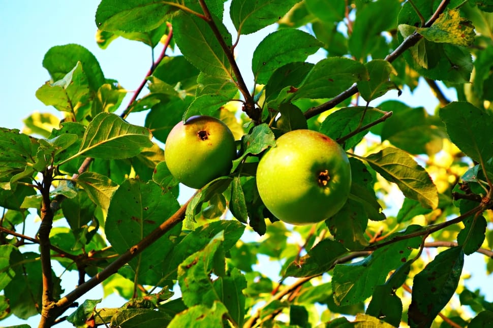 green apple on green leafed tree preview