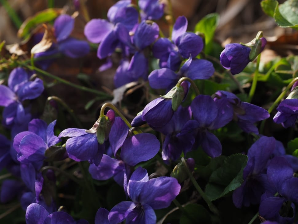 Violet, Blossom, Flower, Scented Violets, purple, flower preview