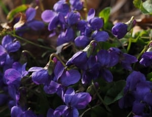 Violet, Blossom, Flower, Scented Violets, purple, flower thumbnail