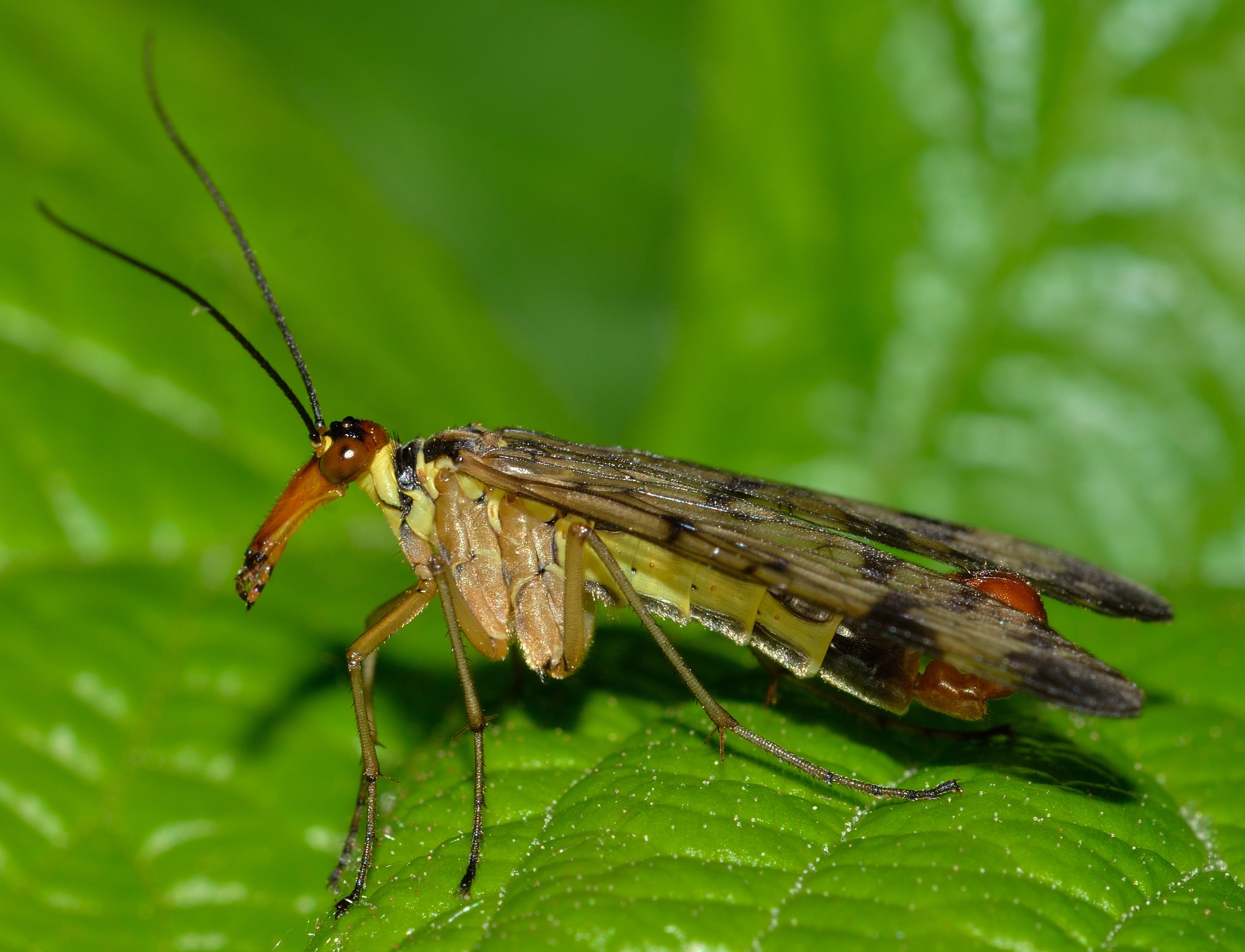 light brown flying insect in house