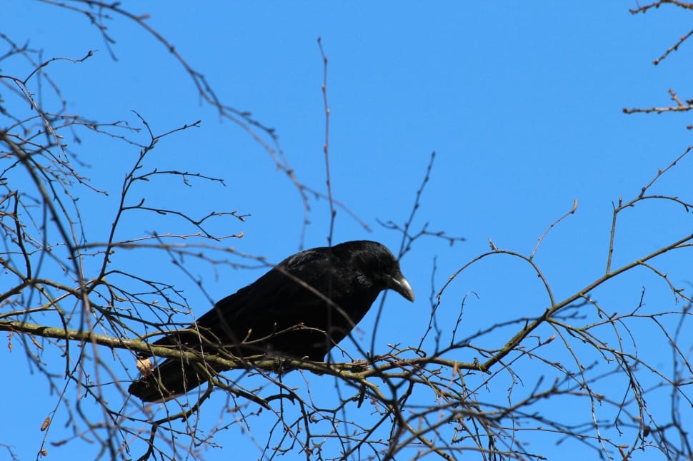 black crow on branch preview