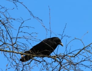 black crow on branch thumbnail