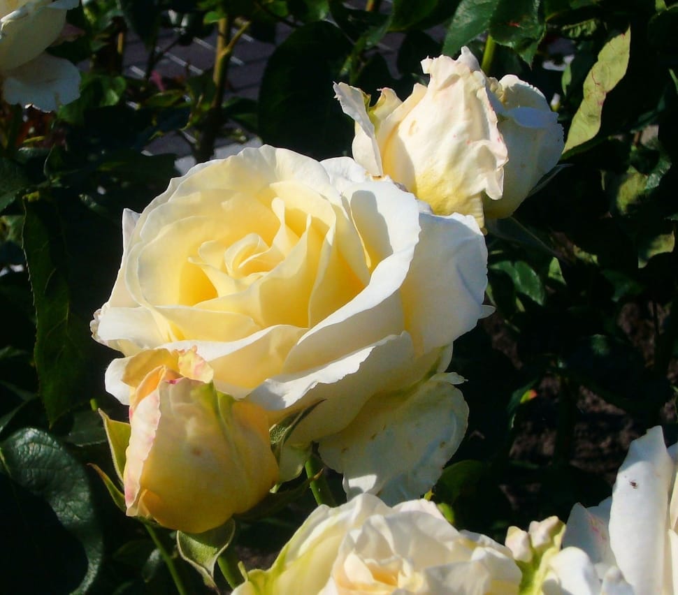 white and yellow rose preview