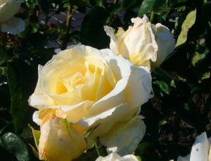 white and yellow rose thumbnail