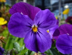 two purple flower thumbnail