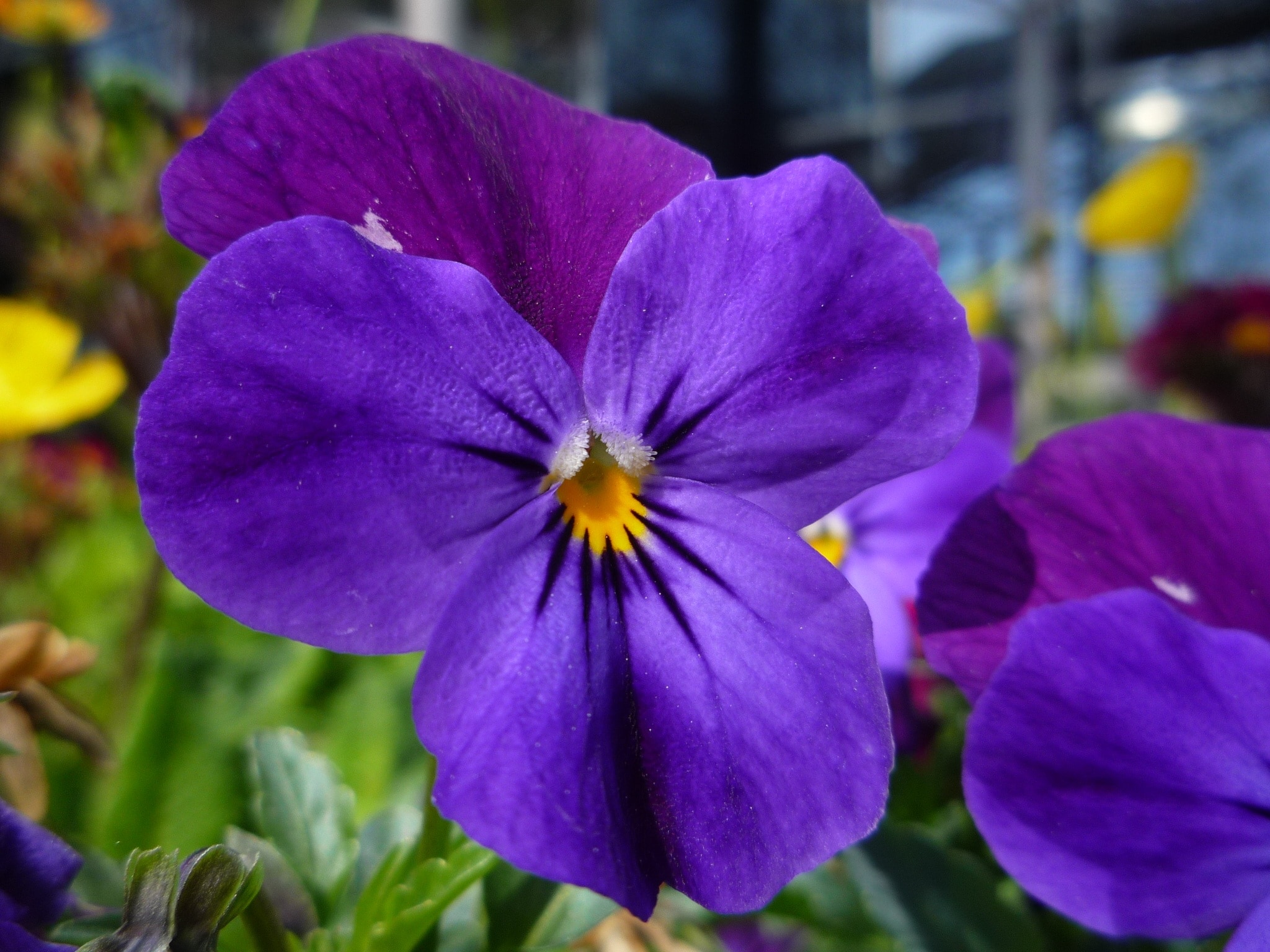 two purple flower