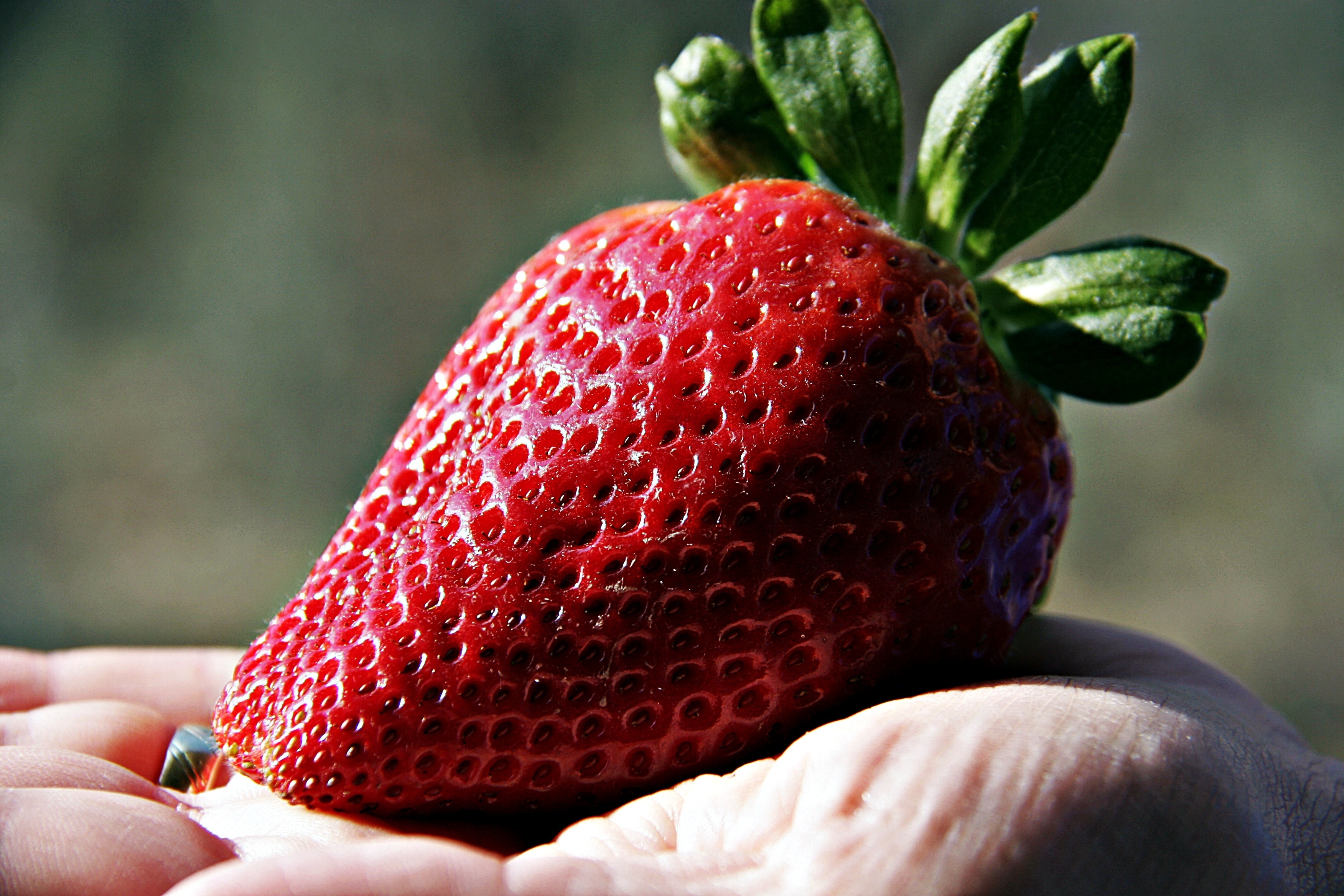 strawberry fruit