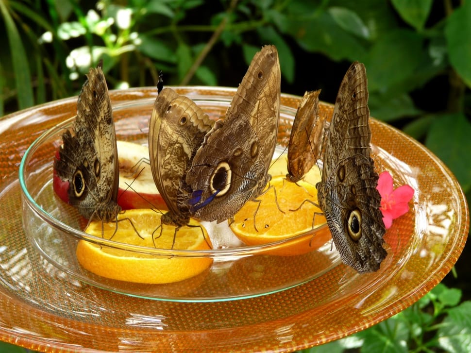 4 owl moths and glass bowl preview