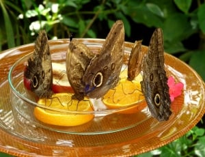 4 owl moths and glass bowl thumbnail