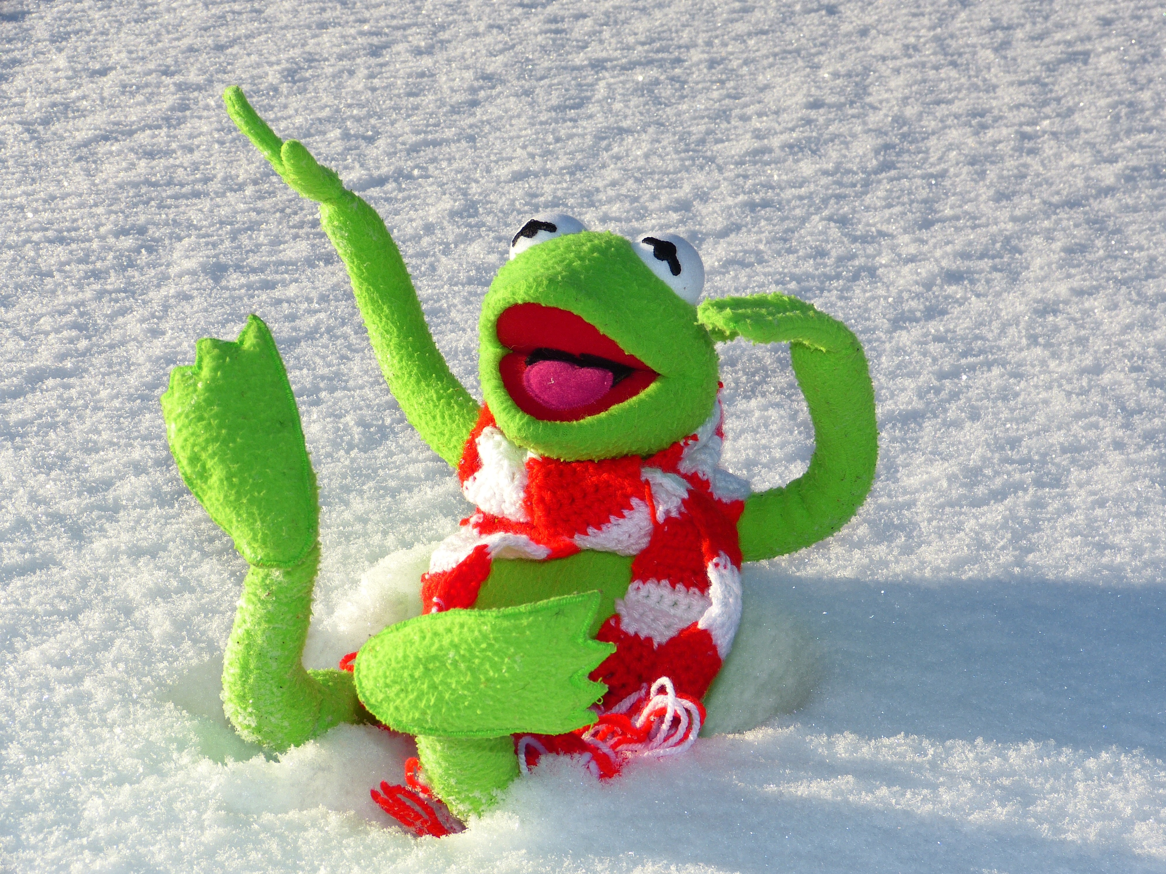 Cold, Winter, Frog, Snow, Fun, Kermit, green color, no people