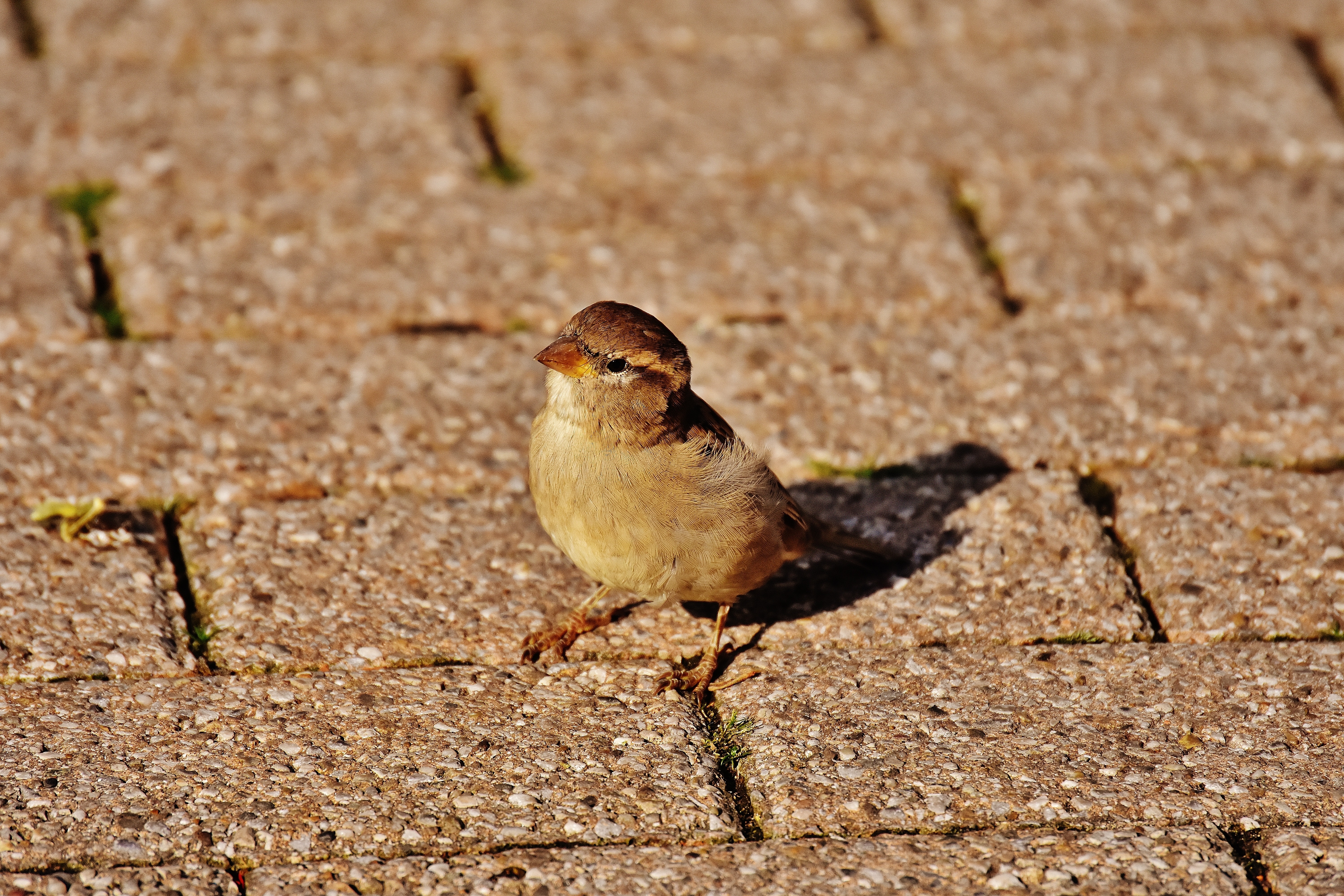 brown short beaked bird