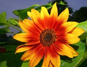Yellow, Bloom, Blossom, Sun Flower, flower, petal thumbnail