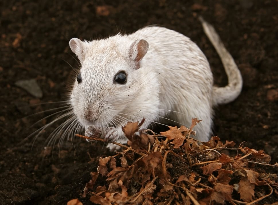 white rodent preview