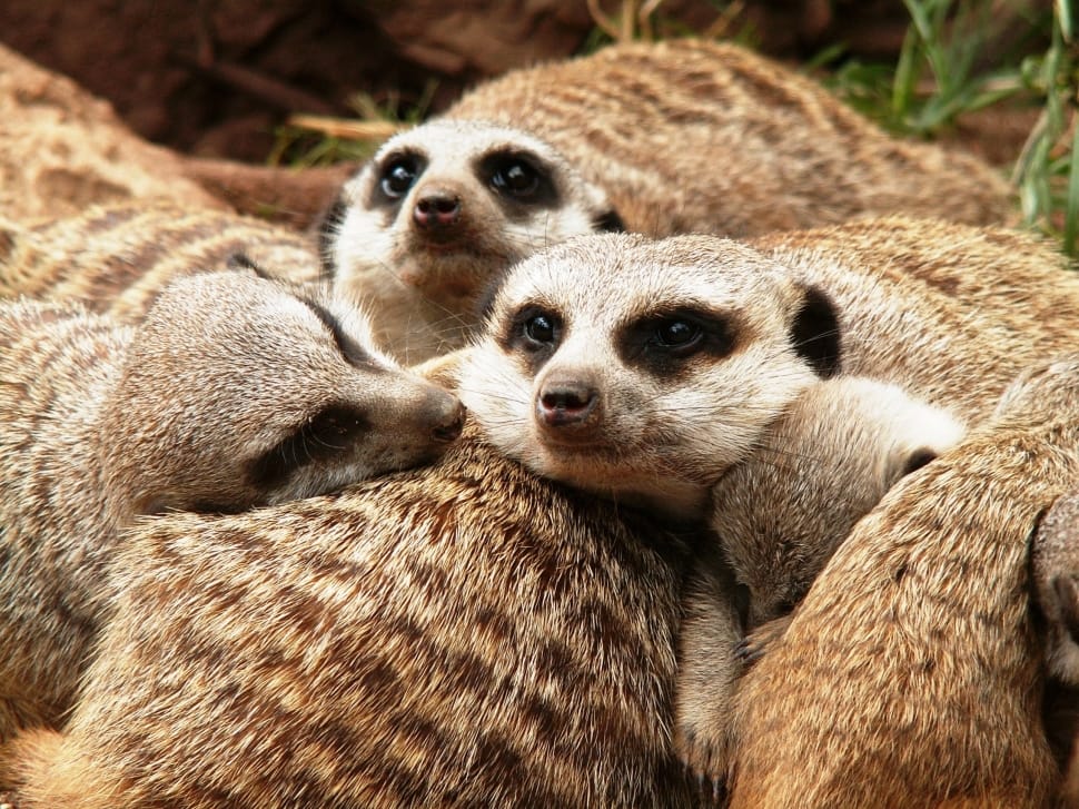 meerkats preview