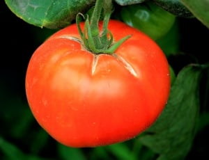 red tomato thumbnail