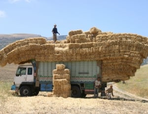 white truck with brown hays thumbnail