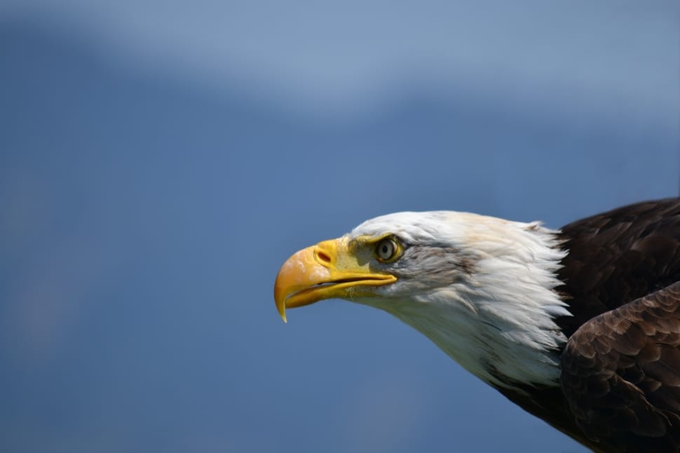 white and brown bald eagle preview