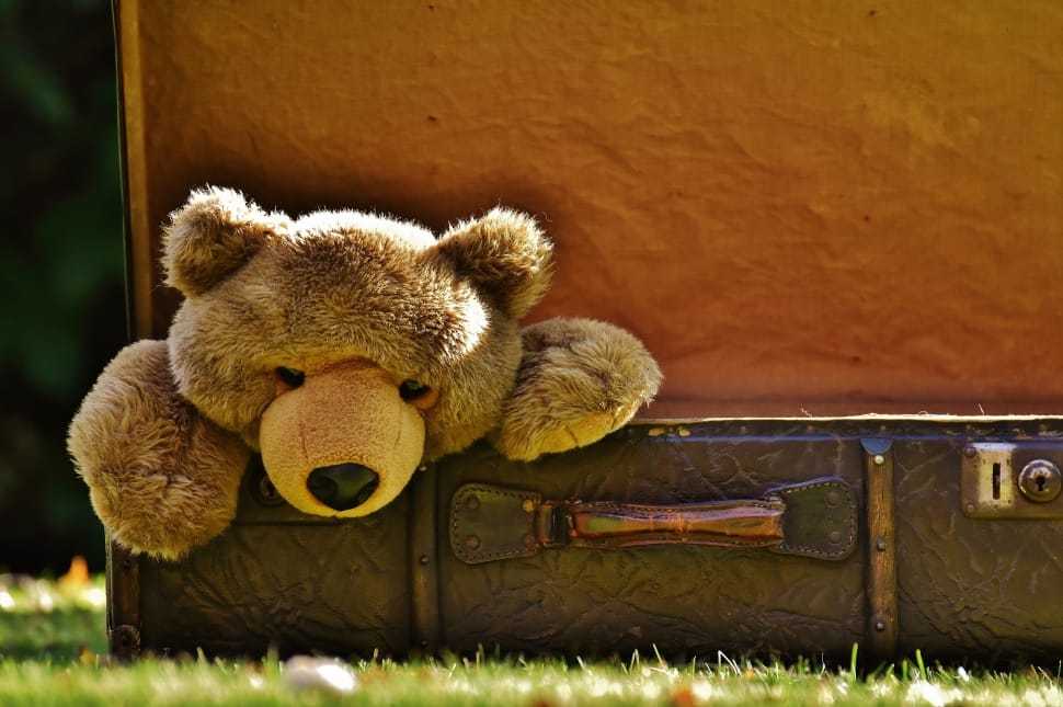 brown teddy bear and luggage preview
