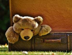 brown teddy bear and luggage thumbnail