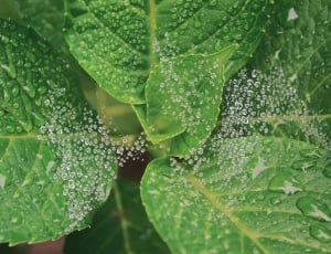 close up photography of green leaf plant with water drops thumbnail