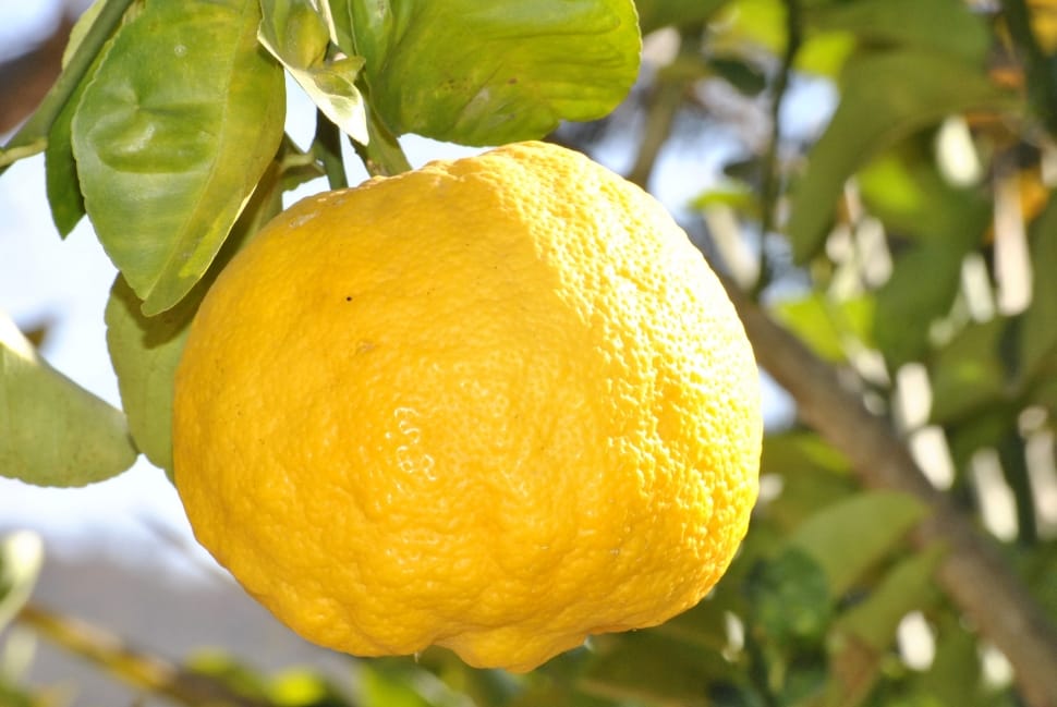 shallow focus photography of lemon preview